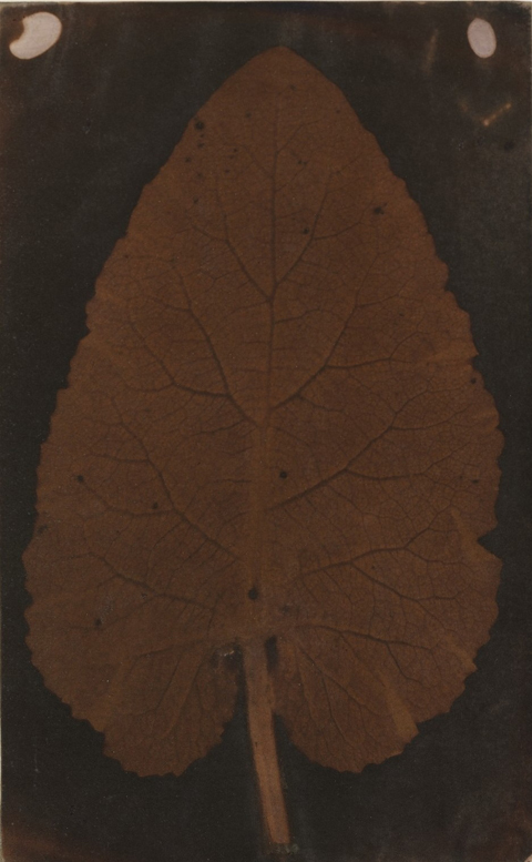 Quillan leaf