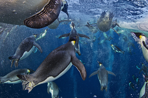 Paul Nicklen