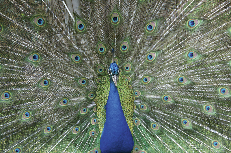 Peacock Richard Sibley