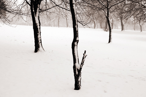 Winter trees Craig Roberts