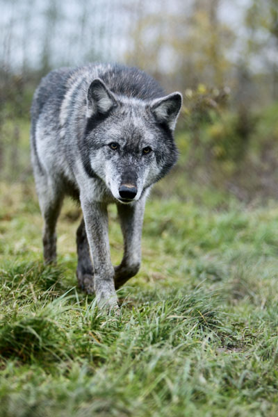 Wolf Luke Massey