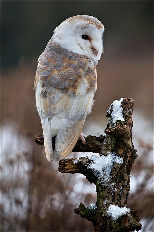 Marlene Finlayson, Barn Owl, Spotlight