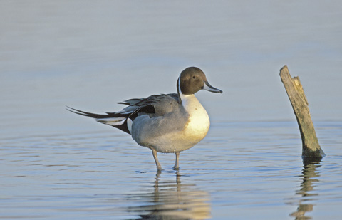 Pintail duck 